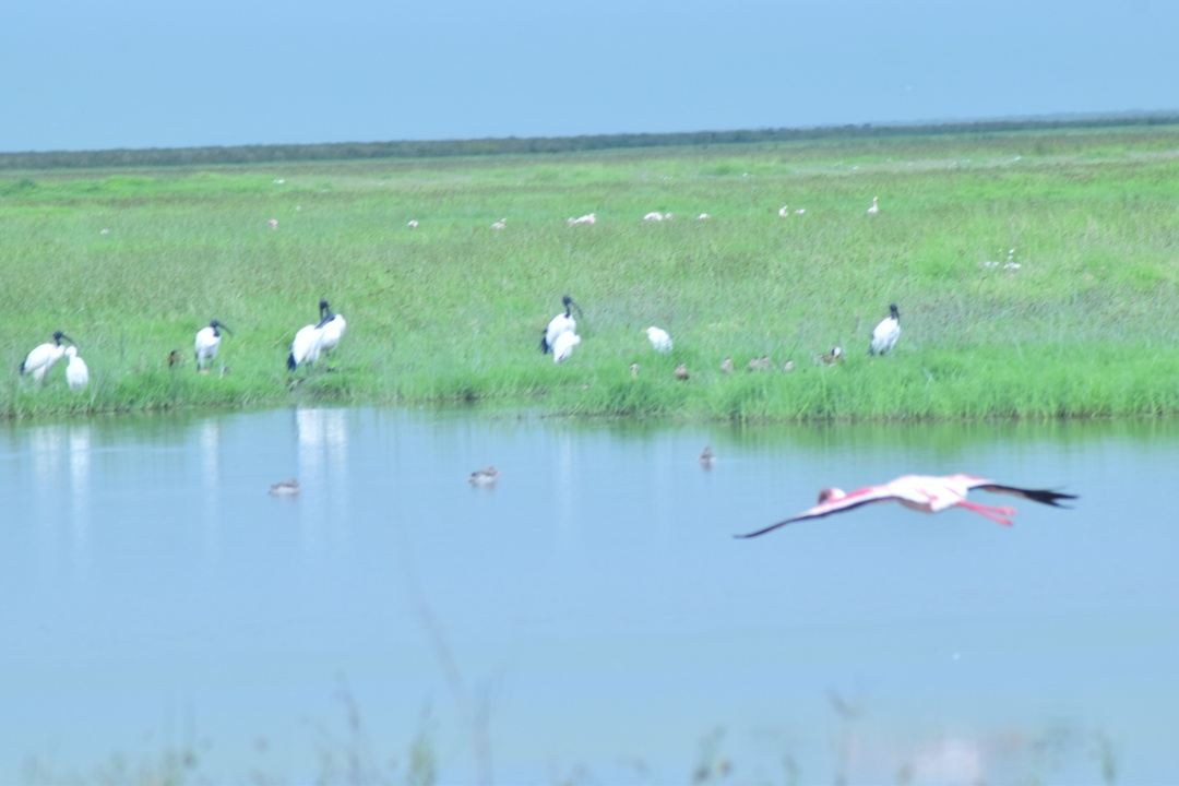 4 Days Serengeti Lodge Safari in TARANGIRE, SERENGETI AND NGORONGORO CRATER