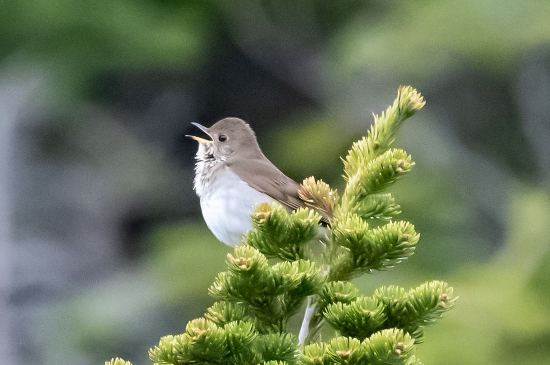 Maine 2024 Acadia Birding Festival + Boreal Species Hotspots in Bar