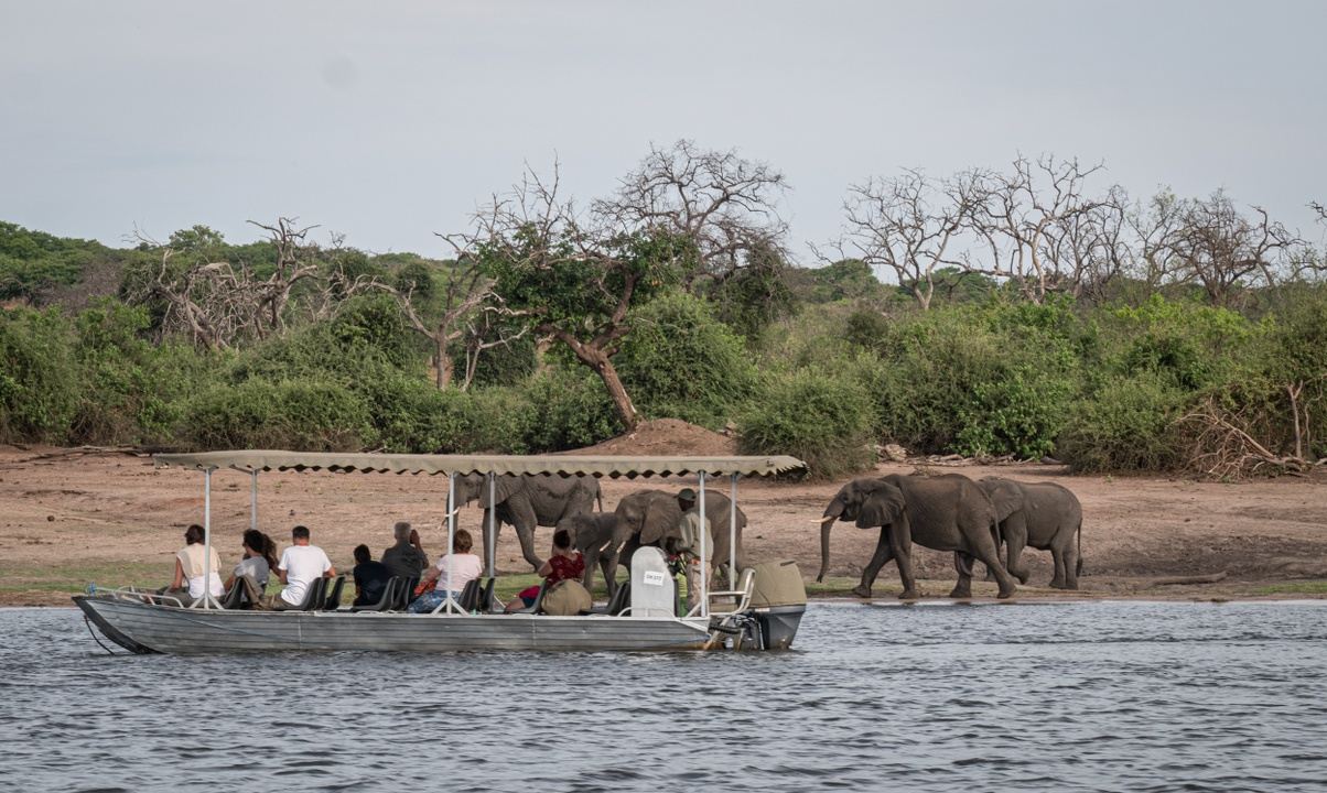 chobe safari in