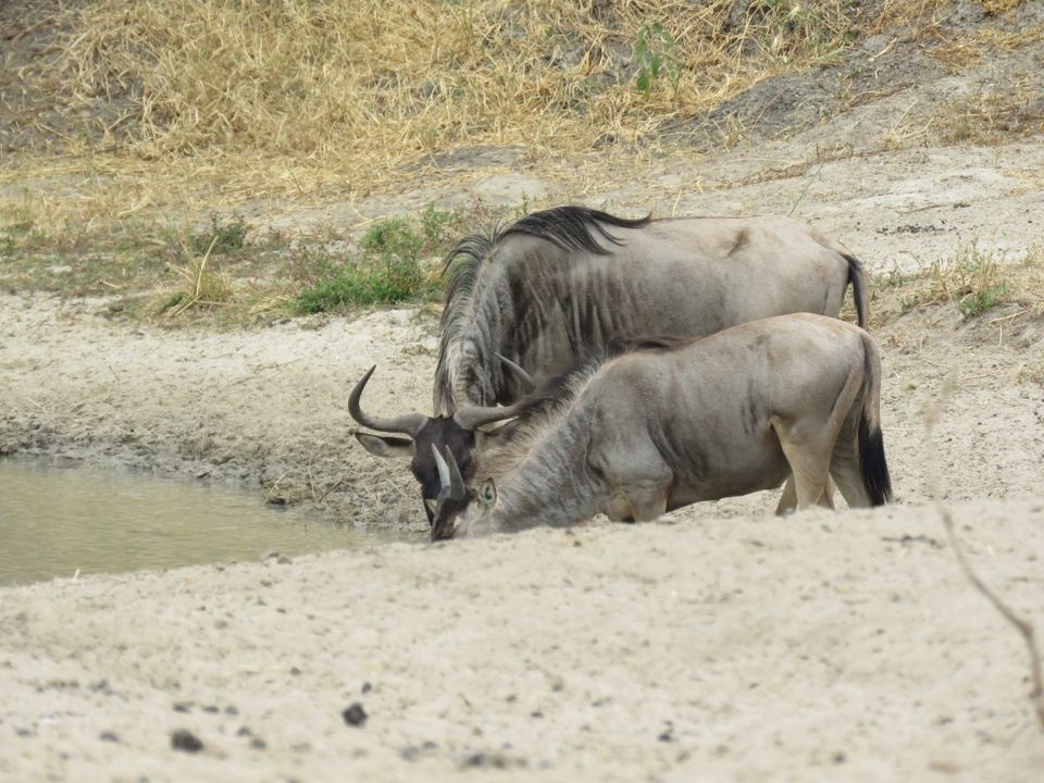 Best Big 5 Tanzania 6 Days Tanzania Safari In TARANGIRE SERENGETI 