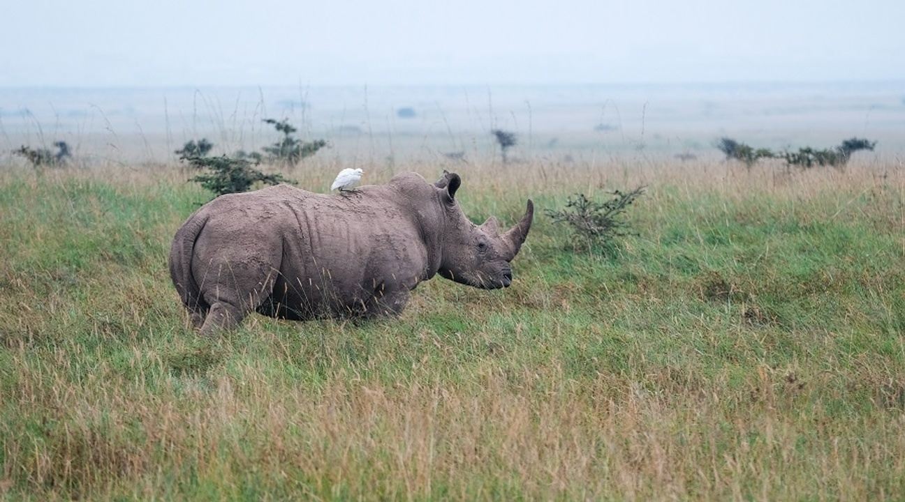 5 days Tanzania Private Big-5 luxury Safari in 2023,2024,2025 in Arusha