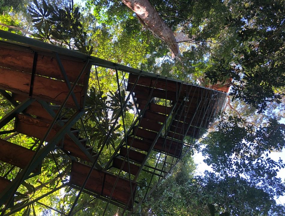 Tamandua Premium Luxury in the Rainforest in Puerto Maldonado, Peru
