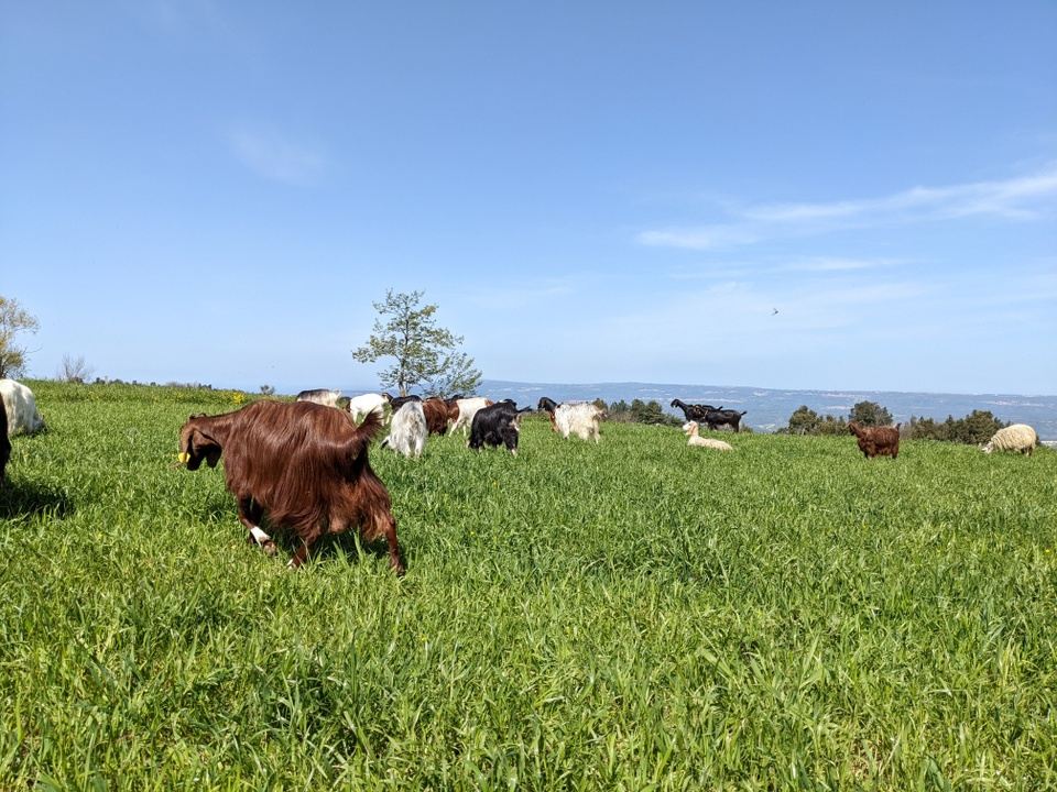 PASTA GRAMMAR TOUR 2024 in 89861 Tropea VV, Italia