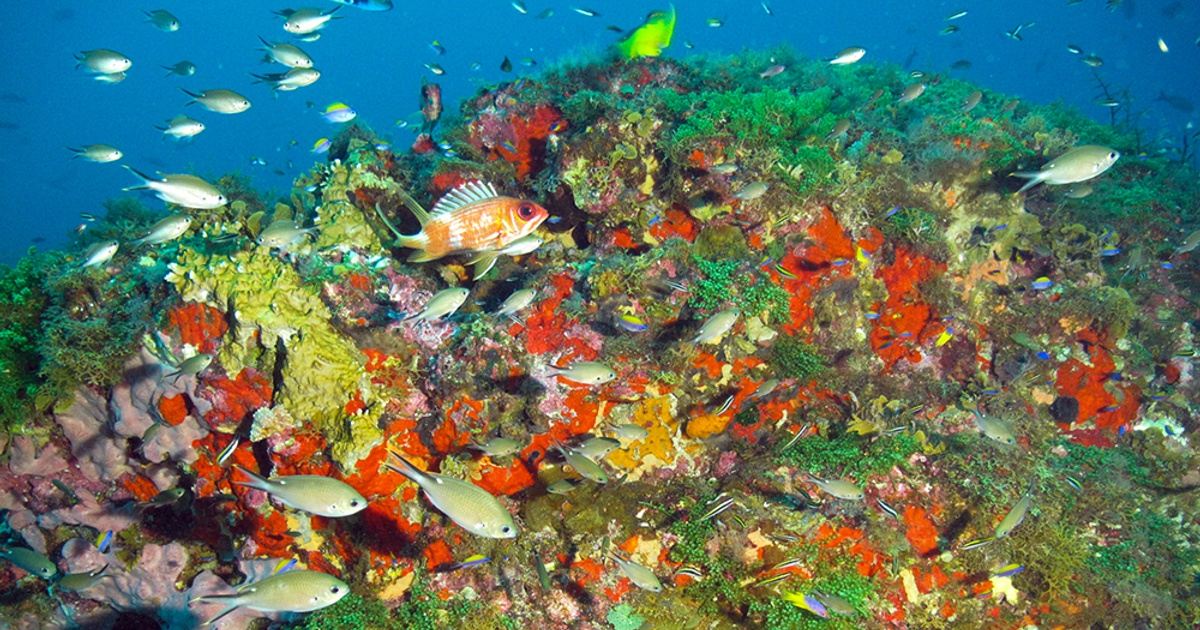 Dive Flower Garden Banks in June in Flower Garden Banks