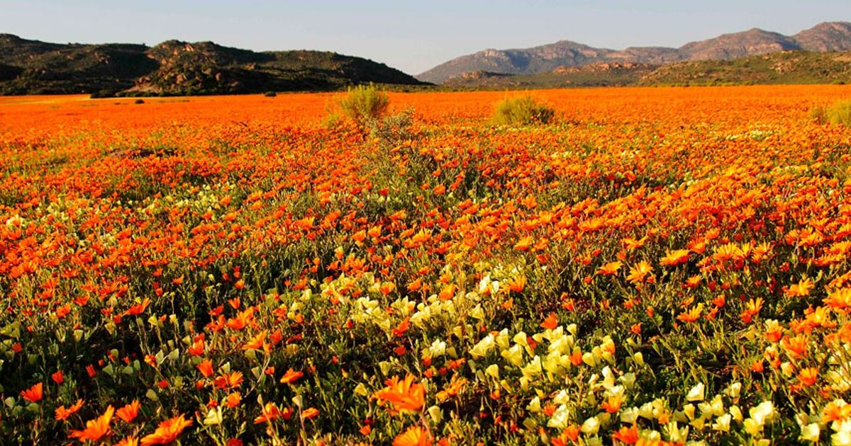 namaqualand flower tours from johannesburg