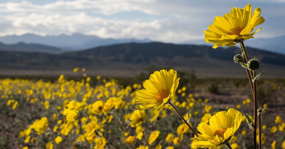Wildflower Bloom in Death Valley in Las Vegas, NV, USA