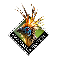 AE