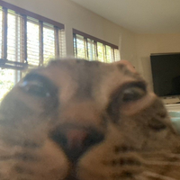 CR