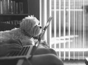 A dog looking at a laptop screen.