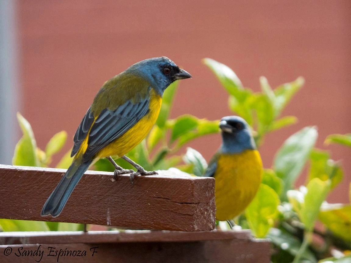 Dos pájaros de colores azul y amarillo