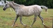 Logo of Virginia Equine Welfare Society (VEWS)