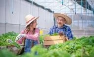 A photograph of two older people of Asian descent, working in a greenhouse alongside leafy produce.