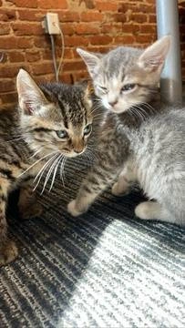 IMG: Cats were fostered