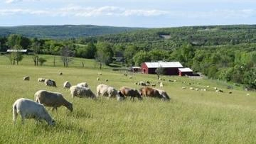 Sheep pasture landscape at Farm Sanctuary
