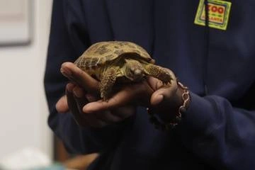 IMG: Class pet
