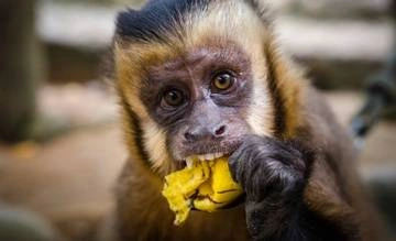 A rescued capuchin monkey named Pepa eats a banana at Parque Machía