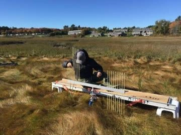Scientist in salt marsh.