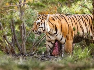 Tiger Takeover, Cleveland Zoological Society