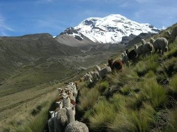 Alpaca Ranching - Andes