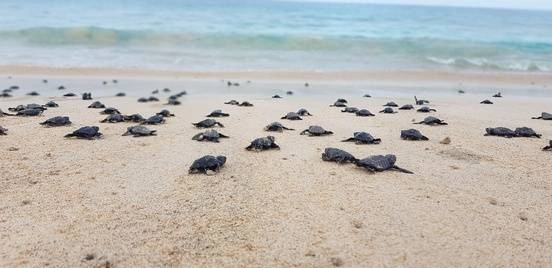 Baby sea turtles crawling to the ocean.