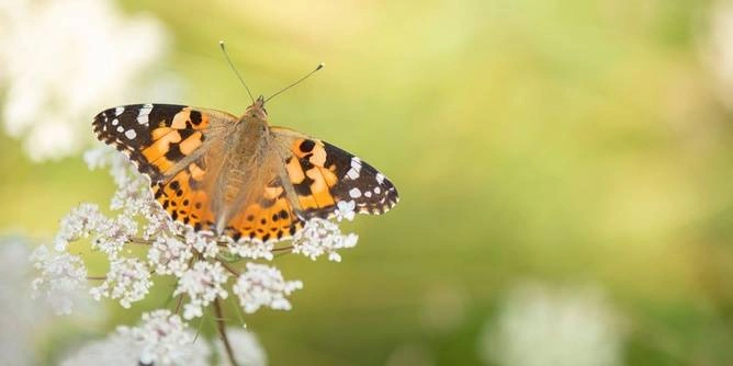 Volunteer Coordinator (Species Monitoring at Lough Neagh - Butterflies and Dragonflies)