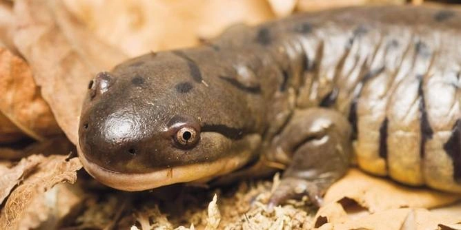 Wednesday critter care