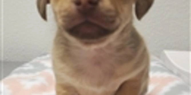 Foster pet caregiver