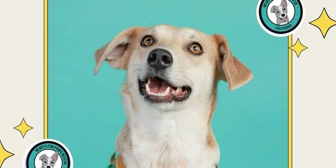 Fundraising Help Needed for CA Animal Rescue