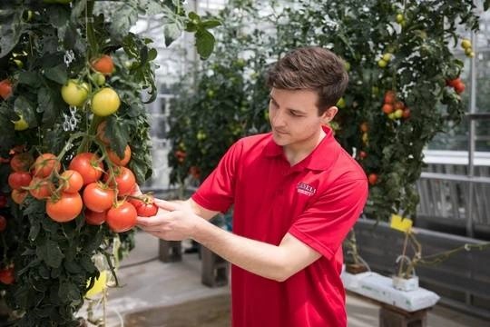 Student working in the controlled environment greenhouse