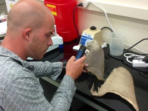 graduate student using phone to study shark fins in a laboratory