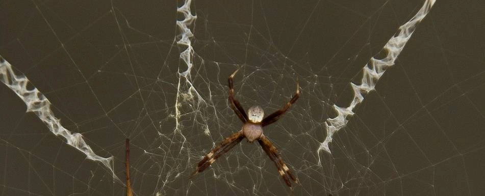A spider in a spiderweb.