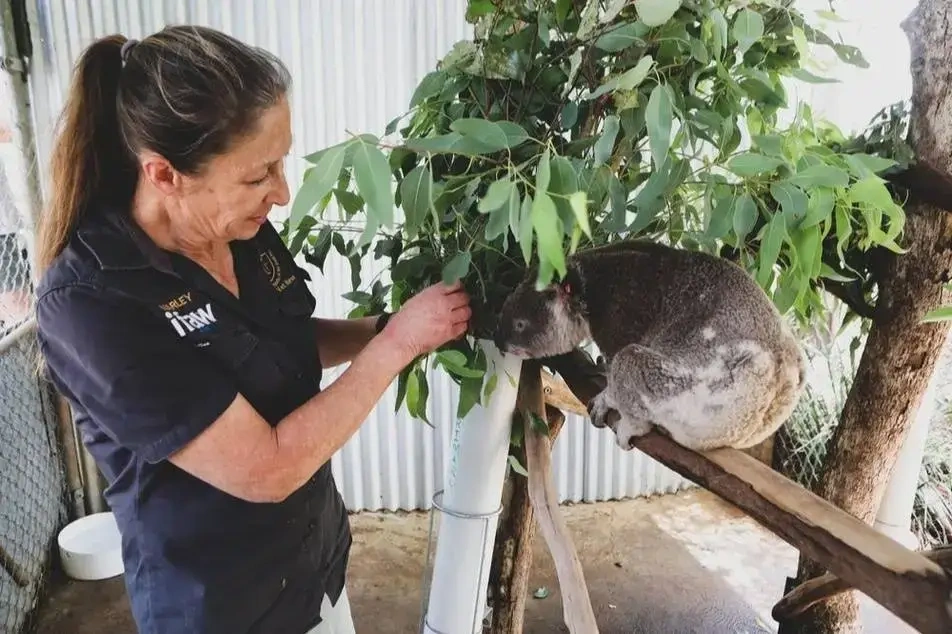 Voluntária alimentando koala