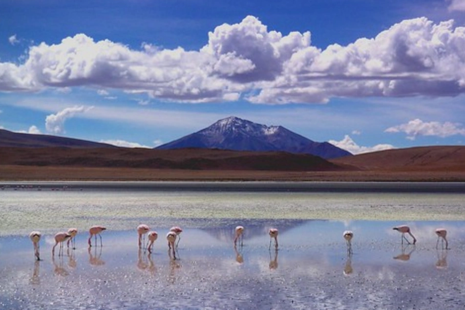 Varios flamingos comiendo en un lago