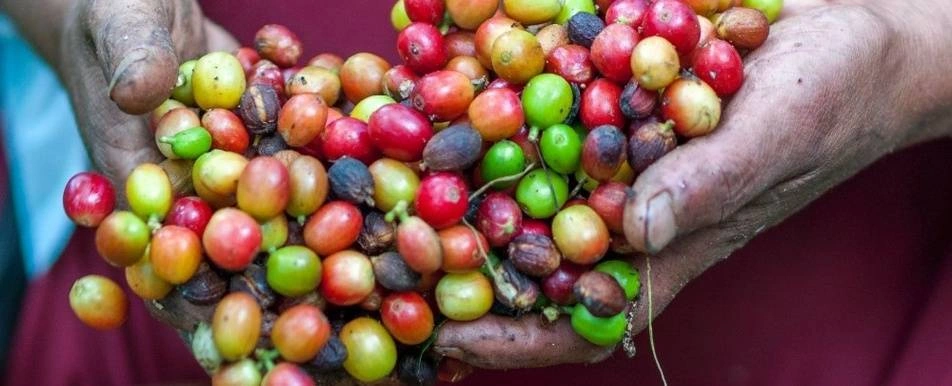 A close up of a person's hands holding coffee beans.