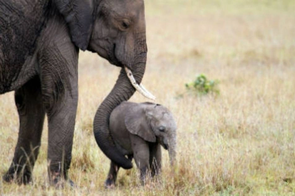 Un elefante con su bebé