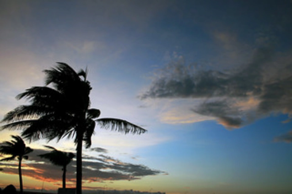 Tres palmeras con sus ramas moviéndose con el viento y un atardecer detrás