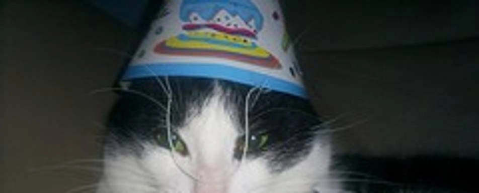 A cat wearing a party hat.