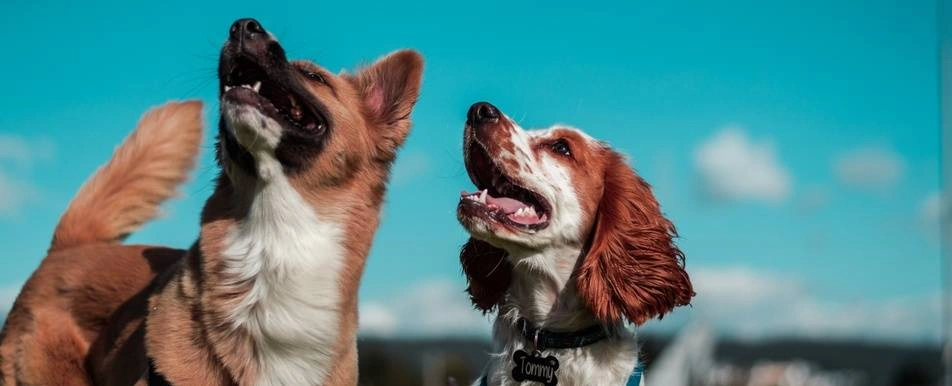 Two dogs with a blue sky background