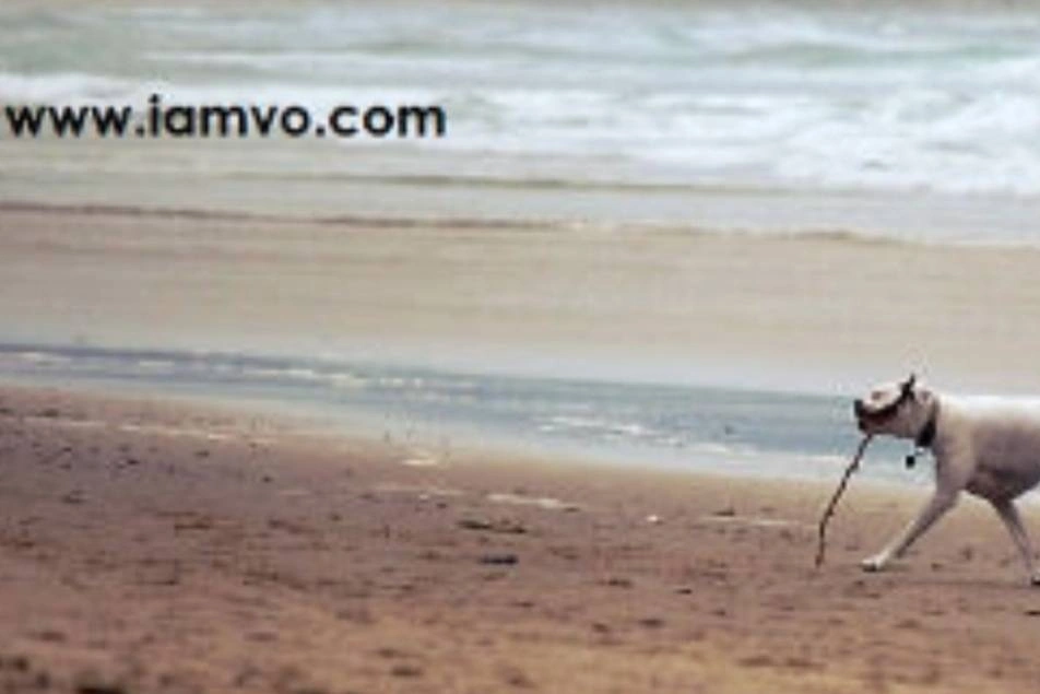 Una foto de un perro en la playa y el enlace www.iamvo.com