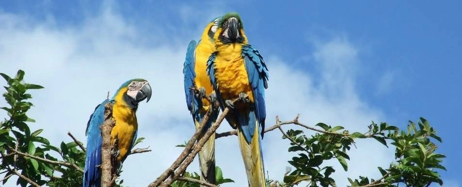 Recursos Coronavirus Venezuela