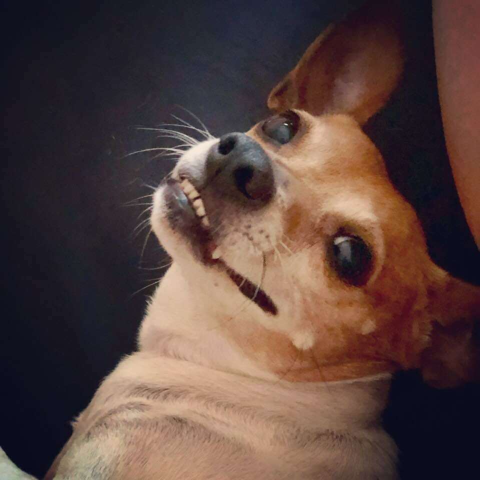 princess laika 